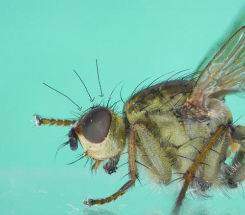 Scathophaga stercoraria